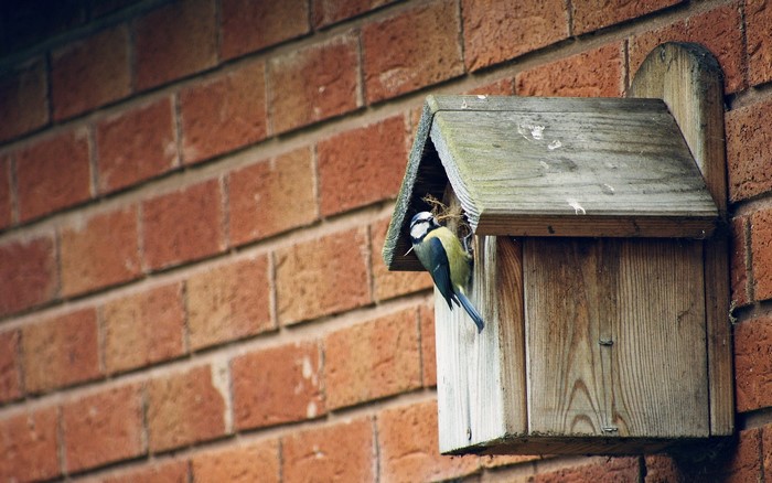 Blue Tit bringing nesting material to a birdhouse on a brick wall