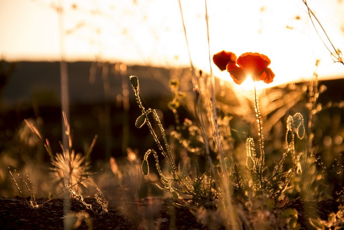 Poppies in golden hour sunlight