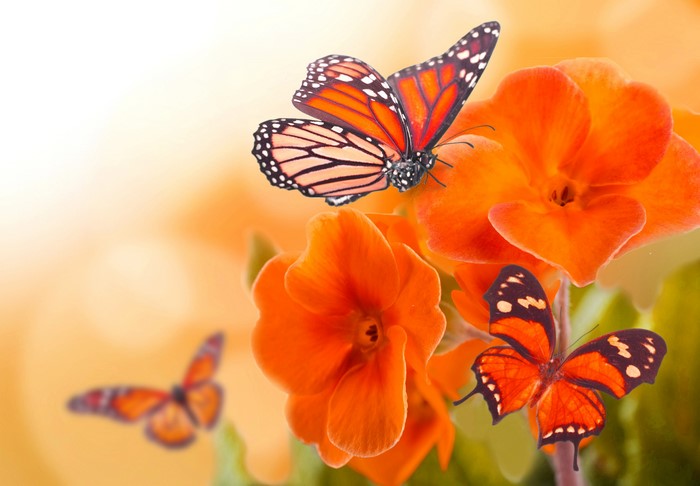 Monarch butterflies on orange flowers