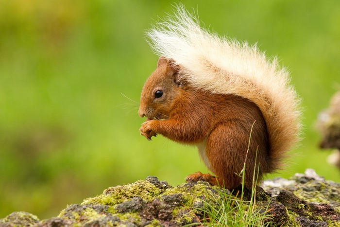 Red squirrel with fluffy tail eating on mossy rock