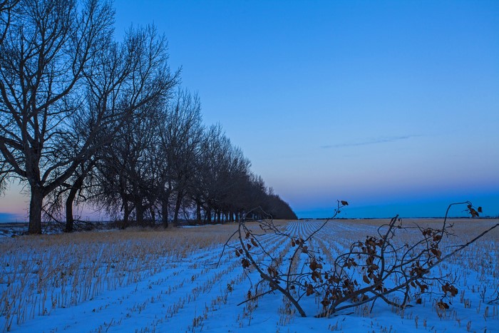 Winter field with trees at dusk