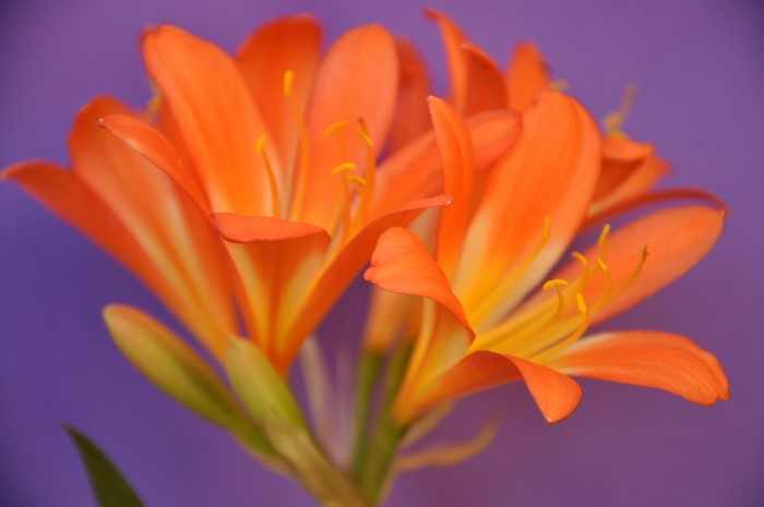 Orange Clivia lilies with yellow stamens on purple background