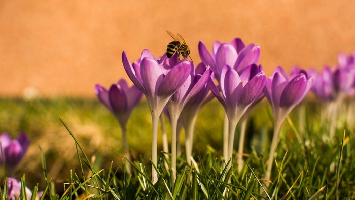 Bee on purple crocuses in grass