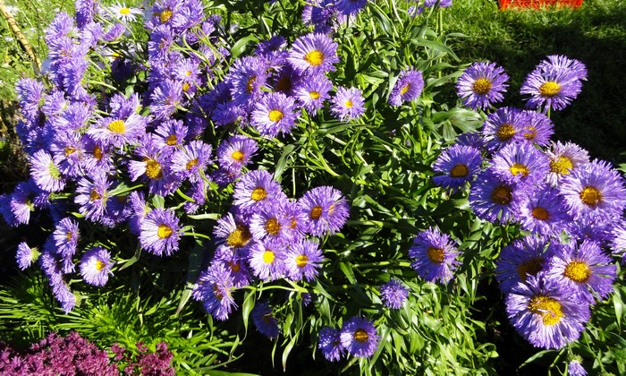 4K Vibrant Violet Bellis Flowers in Bloom