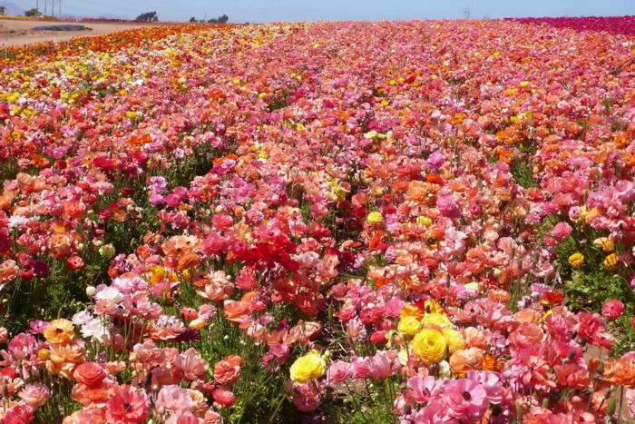 Field of colorful Ranunculus flowers