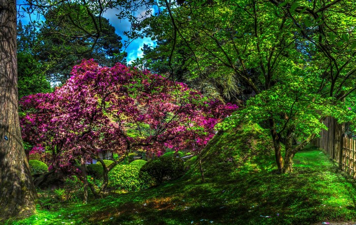 Japanese Garden with Pink and Green Trees