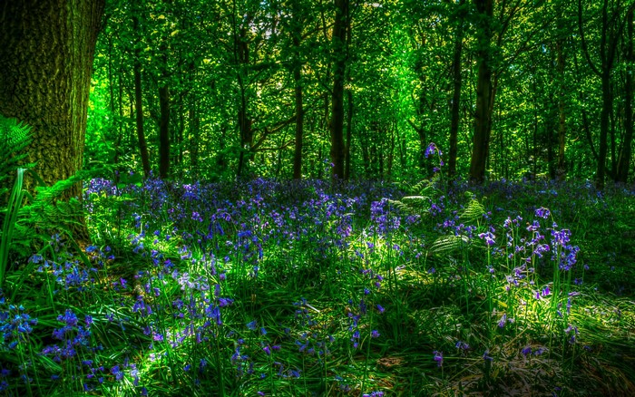 Bluebells in a sunlit forest