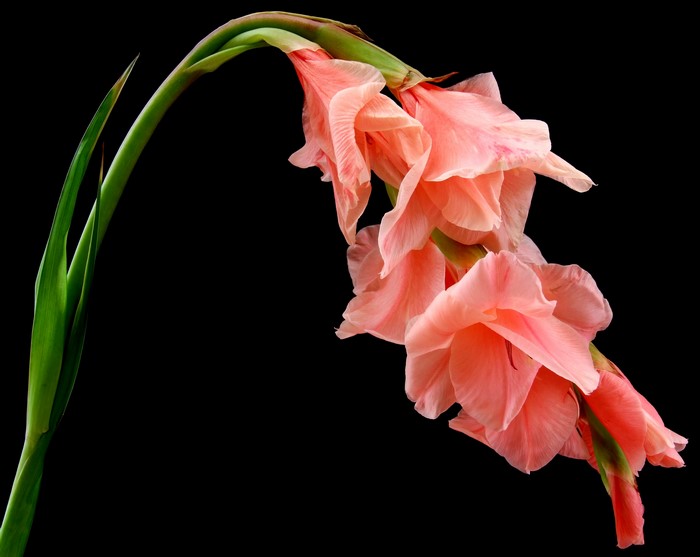 Pink Gladiolus flowers on a black background