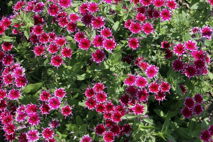 Vibrant Cluster of Pink and White Phlox Flowers