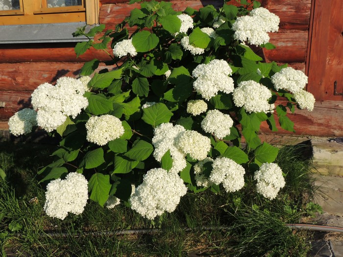 White Hydrangea bush in front of a wooden house