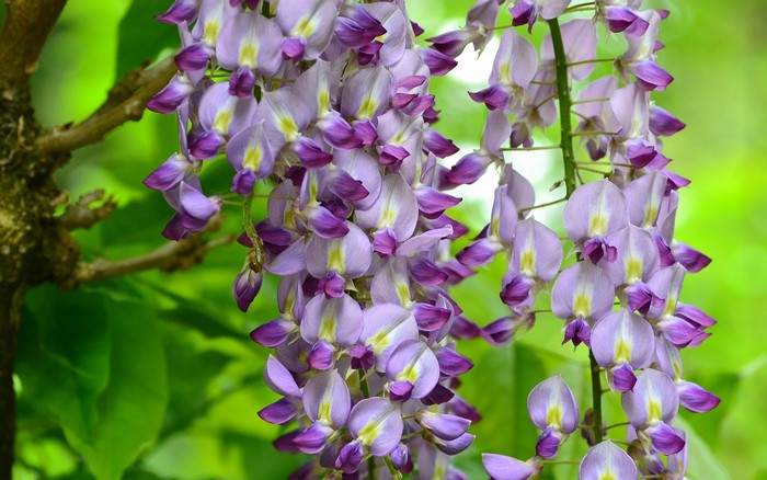 Wisteria flowers hanging from a branch