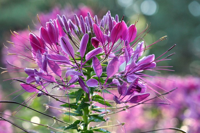 Close-up of a purple Cleome flower