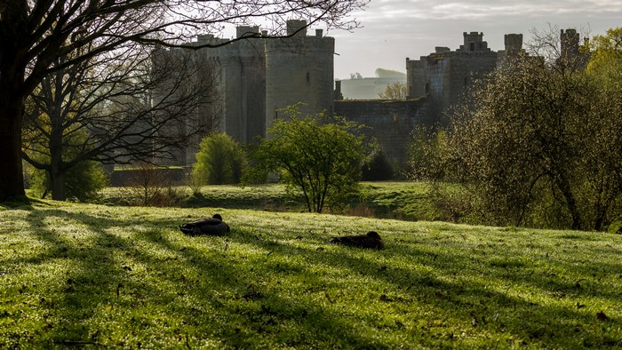 4K Bodiam Castle England with Ducks on Grass