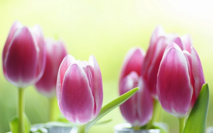 Pink and white tulips in soft focus