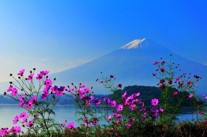 Mount Fuji with Pink Cosmos Flowers and Lake