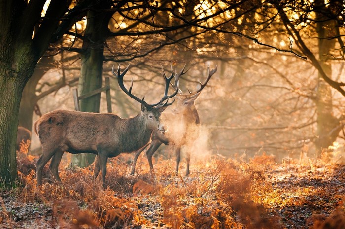 Two deer with antlers in a sunlit autumn forest