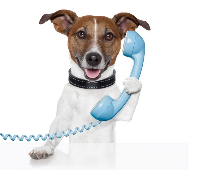 Jack Russell Terrier dog holding a telephone receiver