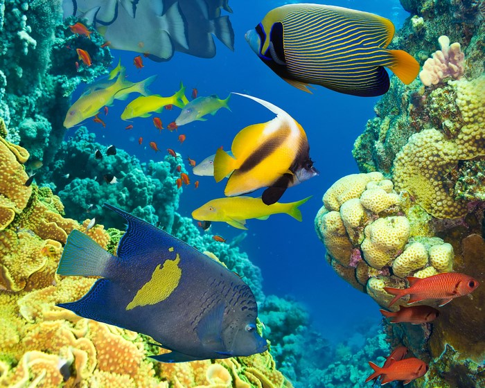 Underwater coral reef with various colorful fish