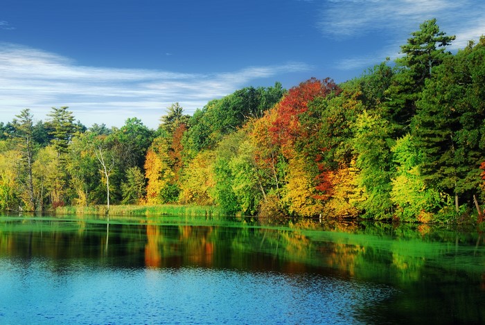 Autumn forest reflected in a lake