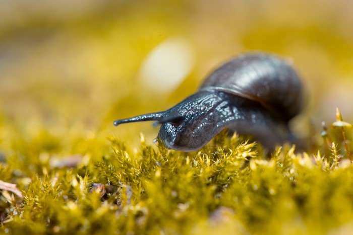 Snail on moss