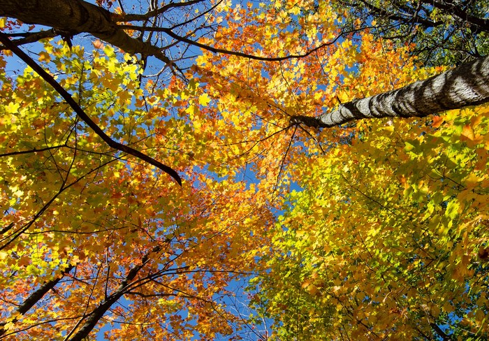Autumn trees with colorful foliage against a blue sky