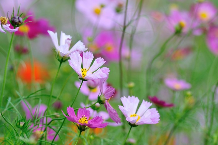 Cosmos flowers in a field
