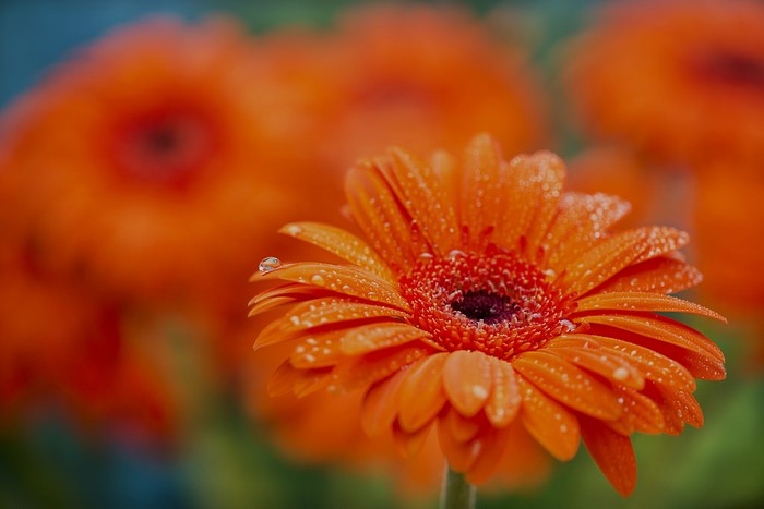 Orange Gerbera Daisies with Water Droplets