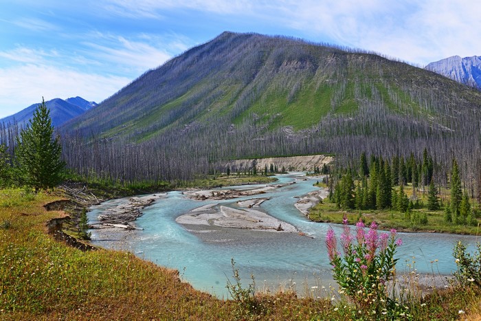Turquoise river flowing through a valley with burnt trees and mountains