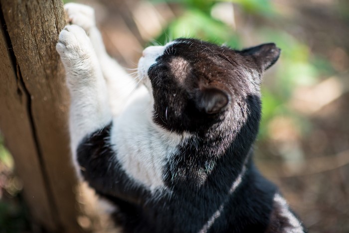 Black and white cat scratching a wooden post
