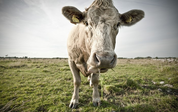 Cow in a field