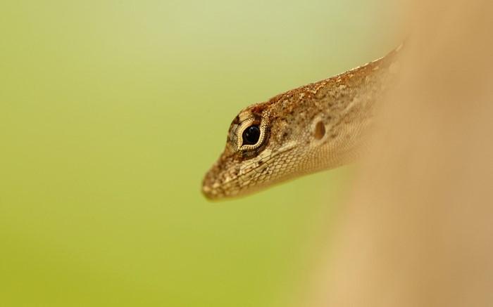 Close-up of a lizard's head