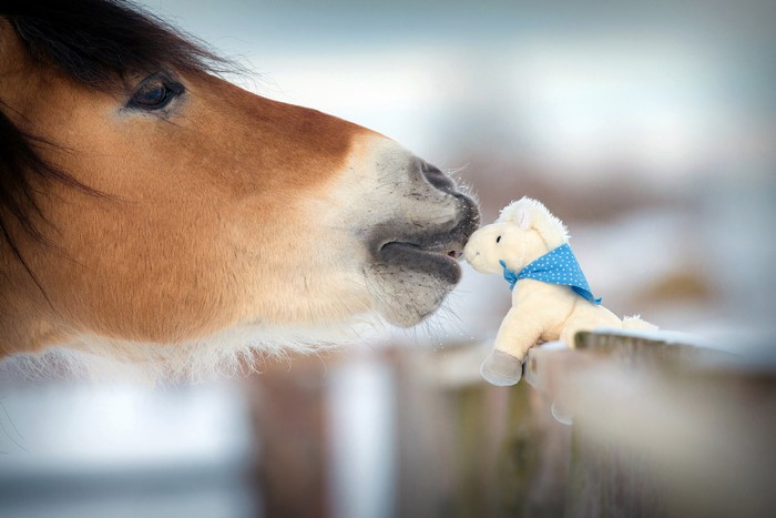 Horse and Toy Horse in Snow