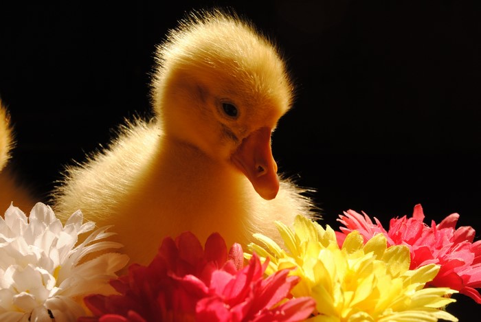 Yellow Gosling with Colorful Flowers