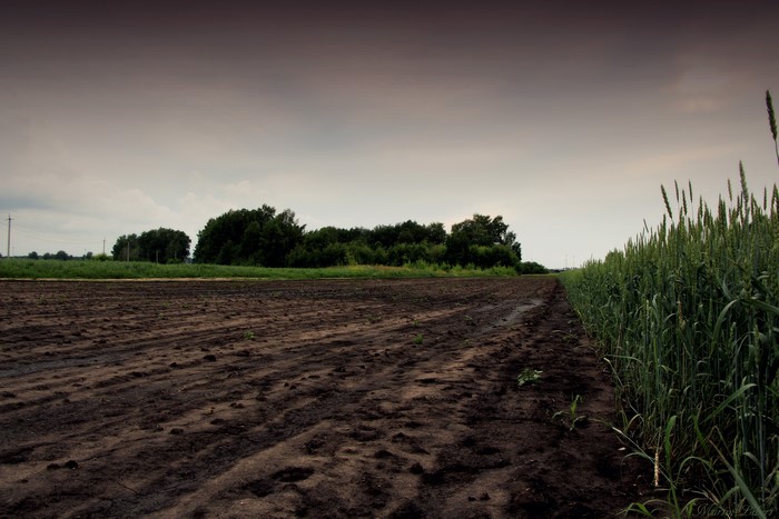 Field with wheat and plowed land under cloudy sky
