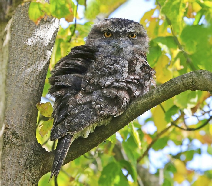 Tawny Frogmouth owl perched on a tree branch