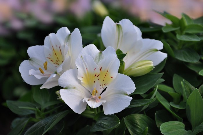White Alstroemeria flowers with green leaves