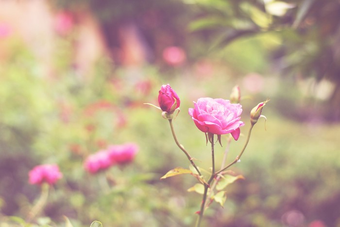 Pink Roses and Flower Buds in Garden