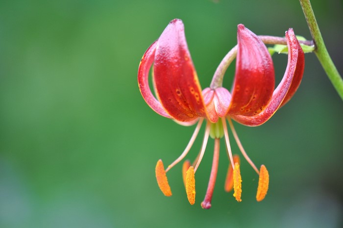Red lily flower with orange stamens