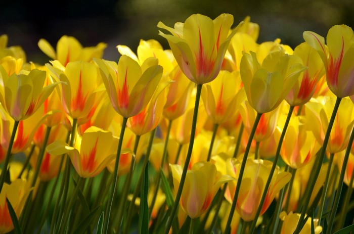 A field of yellow tulips with red streaks