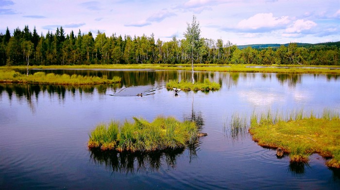 Ducks swimming in a lake with trees in the background