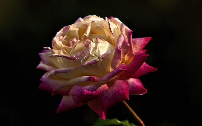 Bicolor rose with pink edges