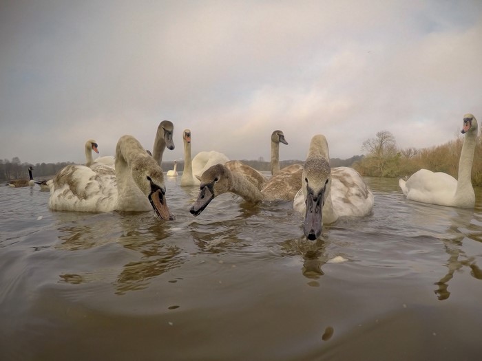 A group of swans swimming in a lake