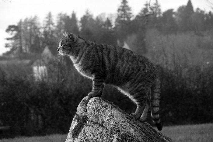 Tabby cat standing on a rock