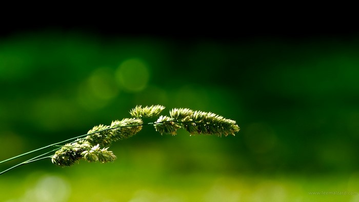 Close-up of a grass ear with green bokeh background