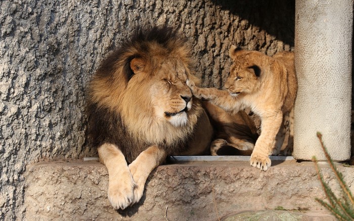 Lion cub playfully touches adult lion's face