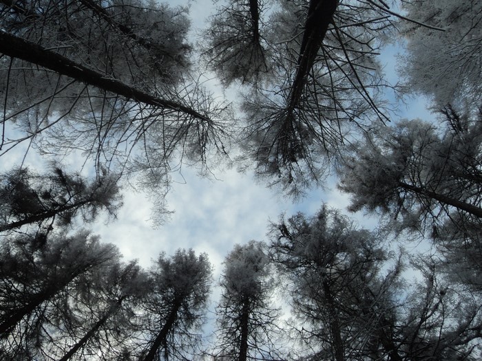 4K Winter Sky Through Trees