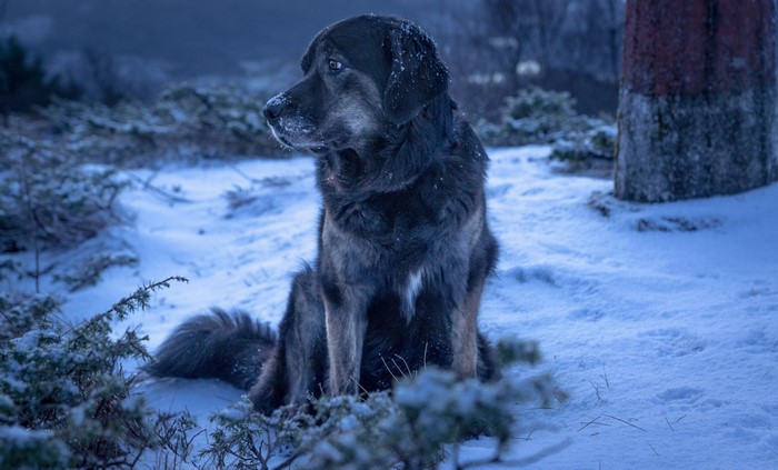A dog sits in the snow during winter.
