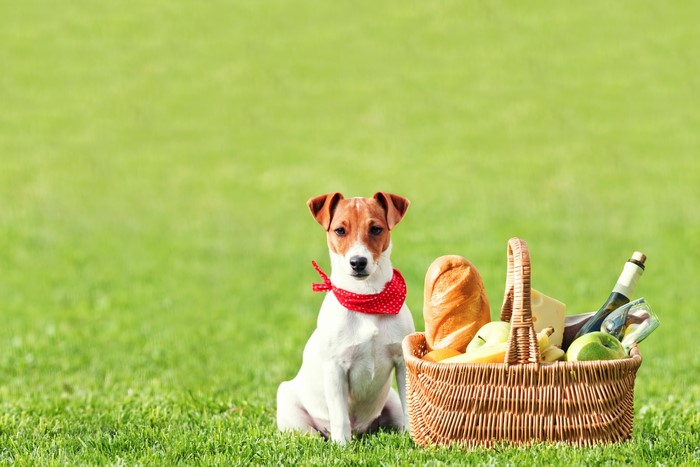 Jack Russell Terrier with Picnic Basket on Grass