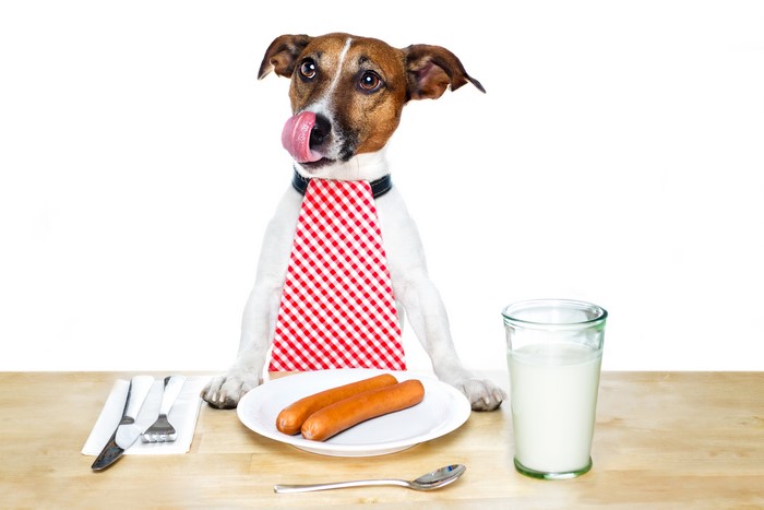 Jack Russell Terrier Dog with Sausages and Milk