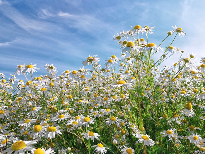 Field of Chamomile Flowers Under a Blue Sky
